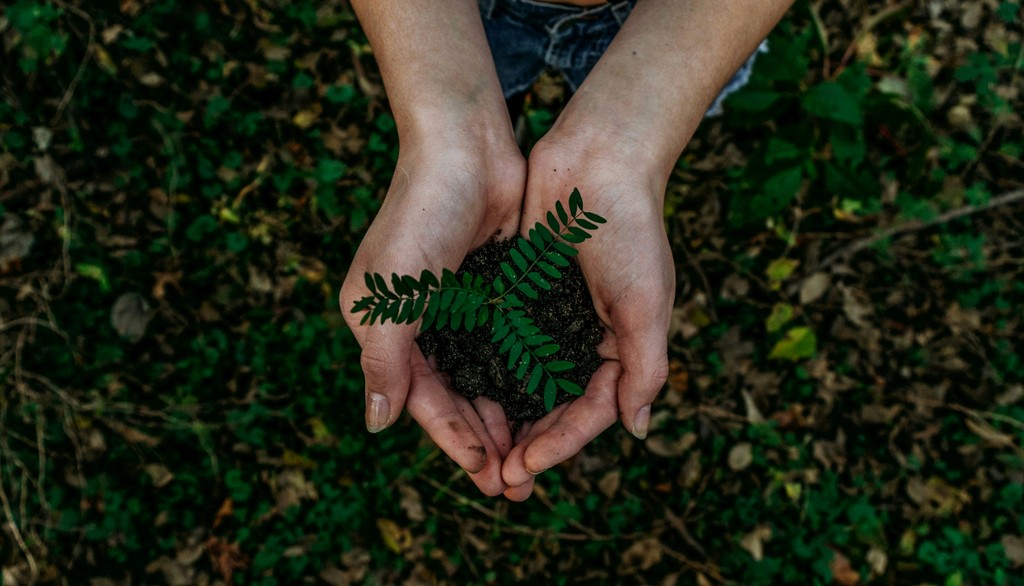 Grüne Pflanze als Symbol für biologische Kreisläufe